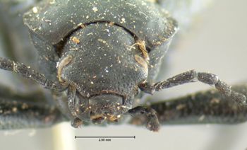Media type: image;   Entomology 4578 Aspect: head frontal view